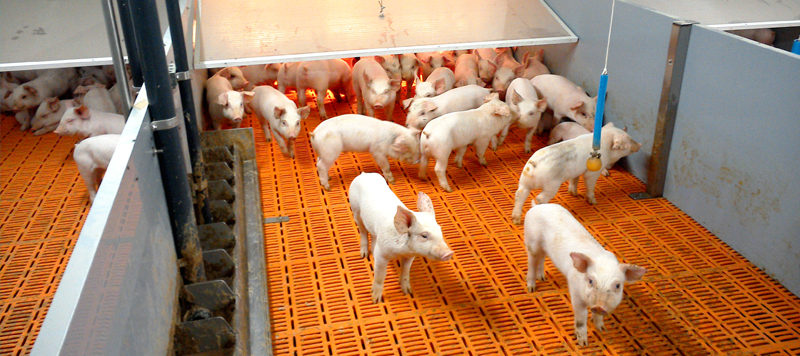 A closer look at the IDS Pig Unit Process