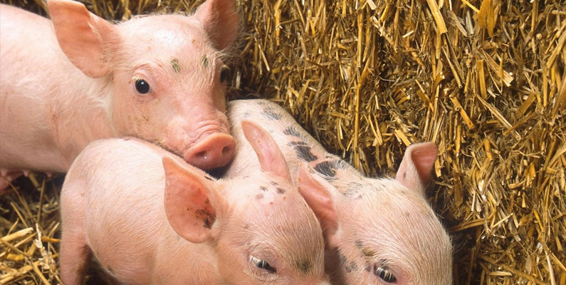 Fattening Your Pigs: Liquid vs. Dry Feeding