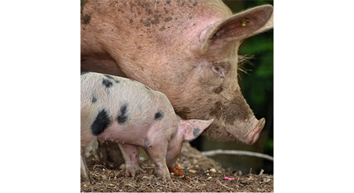 Keeping Pigs Cool in the Summer