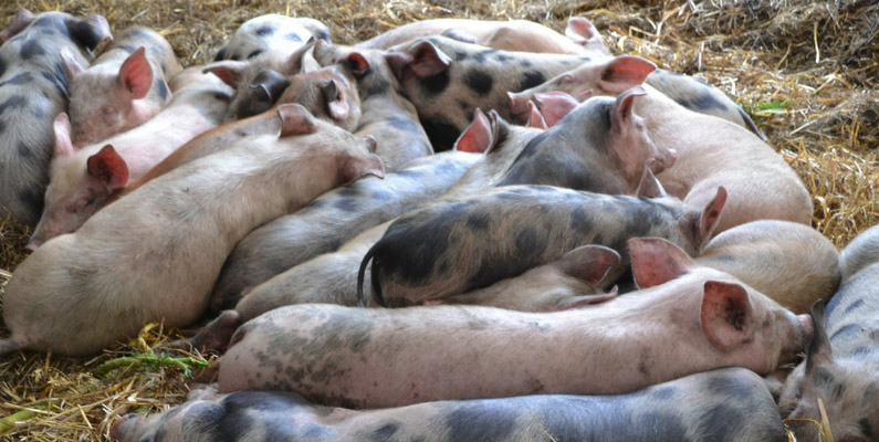 Key Points in the Design of Modern Pig Farms