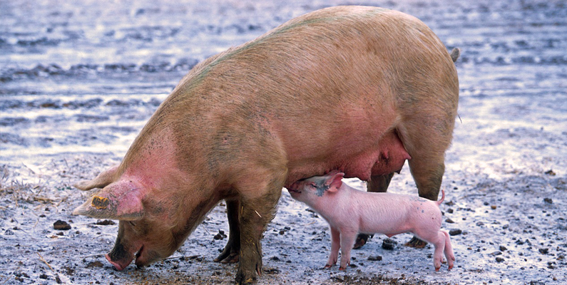 Parturition: Pregnant Sows and Piglets