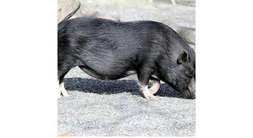 Know the Optimal Pig Feeding System for Your Pigs’ Stages of Life