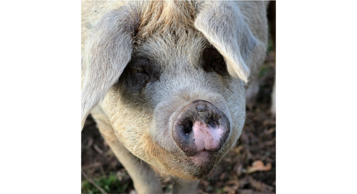 Animal Forward Practices Are Possible on Profitable Pig Farms