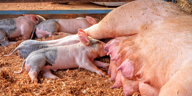 Use of Antimicrobials in Pig Breeding and Farming