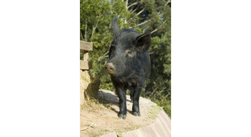 Why a Pig Farm Building Benefits from Insulated Walls