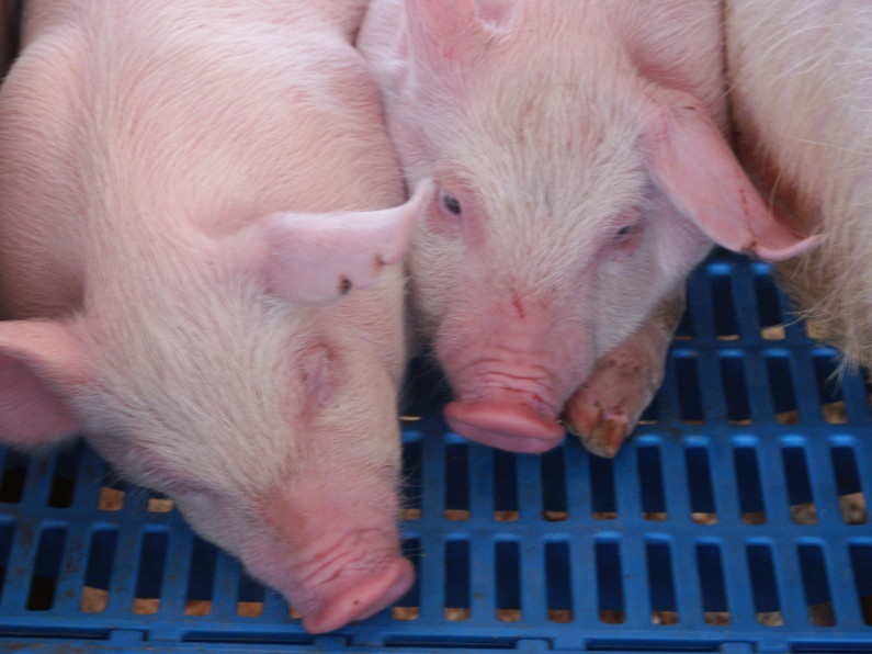 Animal Welfare, Pig Breeding and Castration