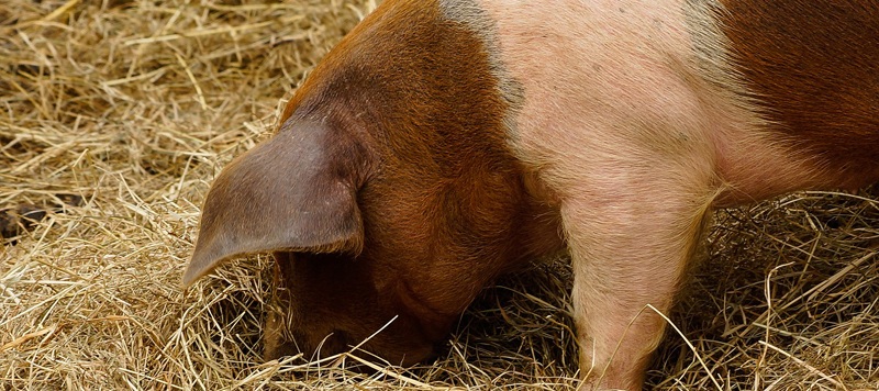 Learn about EU PIG: Europe-Wide Network to Improve the Pig Industry