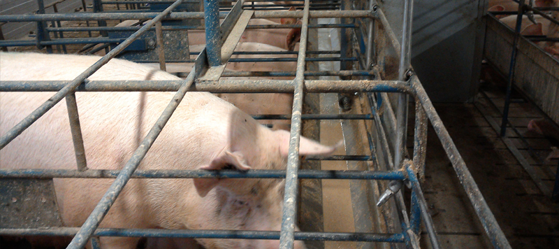 Precision Production Feed Efficiency in Pig Farming Equipment